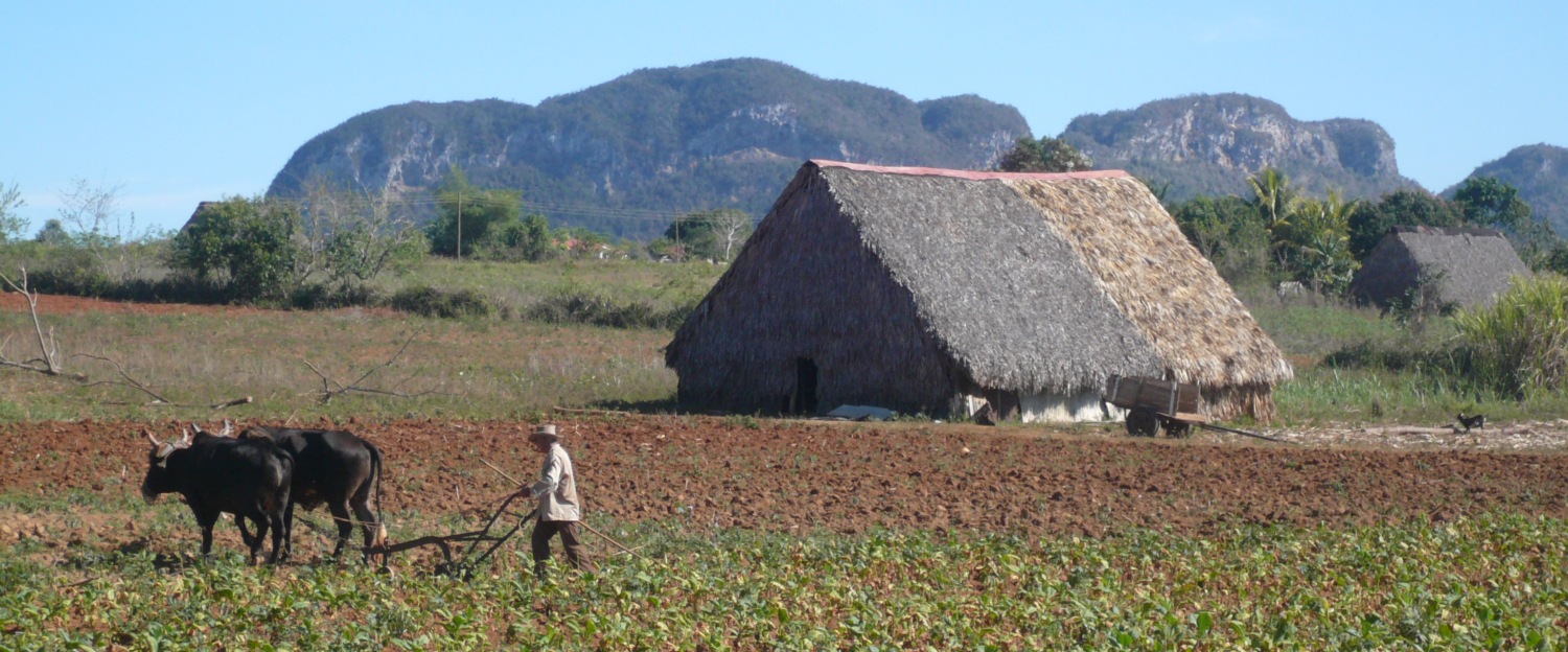 Kubanischer Bauer pflügt Feld